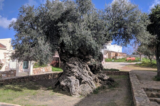 Afternoon Tour: Soap, Olive Oil & Wine Stories of Peza Village - Key Things to Know Before You Go