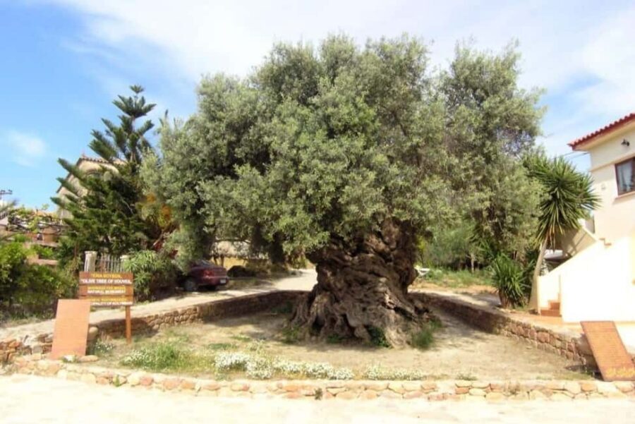Chania Area: Food Tasting Tour with Winery Visit & Swim Stop - Getting Started in Chania: pick-up timing and how the day flows