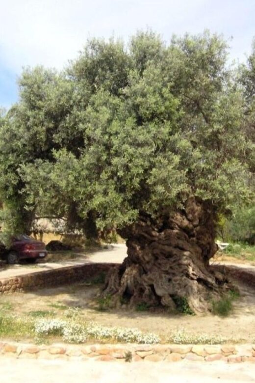 Chania Area: Food Tasting Tour with Winery Visit & Swim Stop - Transport, comfort, and the heat factor you can’t ignore