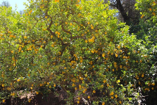 Chania Nature & Villages, White Mountains & Unique Cretan Lunch - Stop 6: Stalos for Orange Valley and Olive Plantations