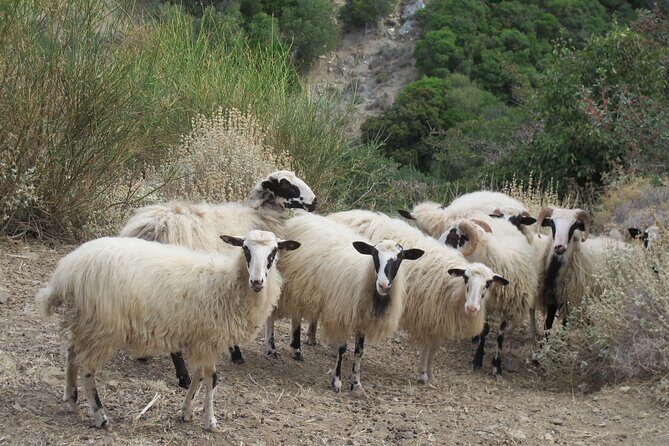 Chania Nature & Villages, White Mountains & Unique Cretan Lunch - Pickup and Timing: What 6–7 Hours Means in Practice