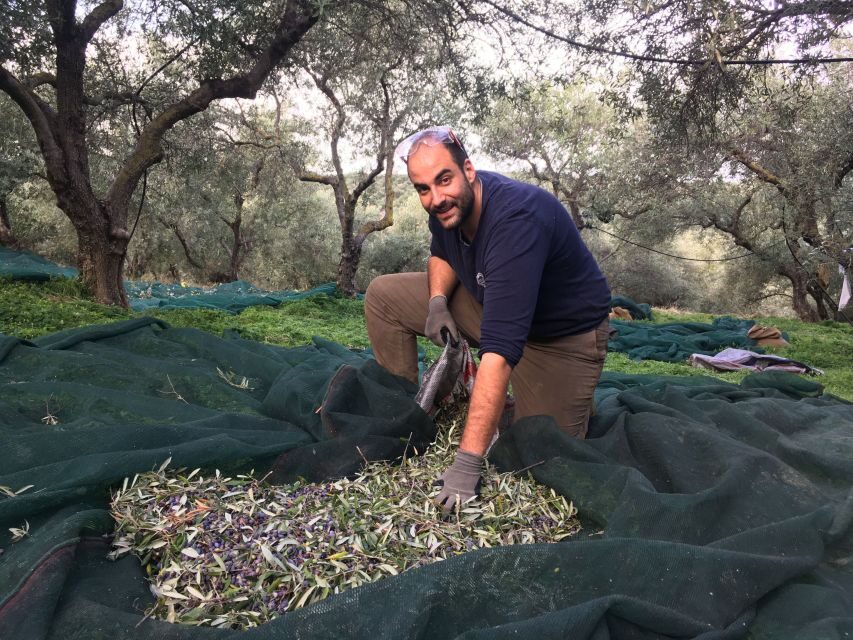 Chania Private Olive Oil Tour: Oil Tasting & Villages Tour - The ancient olive tree moment: photos, scale, and the 3,000-year claim