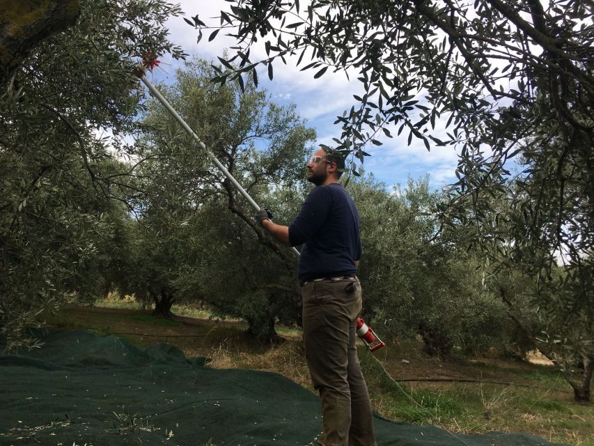 Chania Private Olive Oil Tour: Oil Tasting & Villages Tour - Food, coffee, and a break that doesn’t slow the day too much