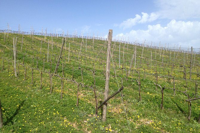 Chania Shore Excursion Off Road Vineyard and Winery Tour Half Day - Quick takeaways before you go