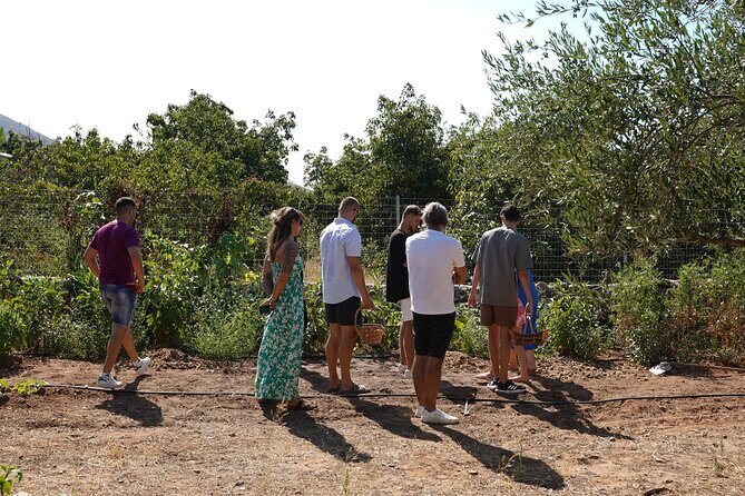 Chania Sourdough Bread Class - Olive Oil Tasting - Olive grove visit: harvesting and the herbs that change everything