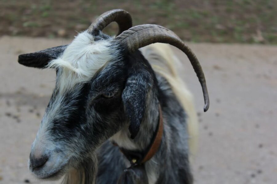Chania Villages Private Tour: Explore the Authentic Crete! - Price and value: what you’re paying for at $194 per person