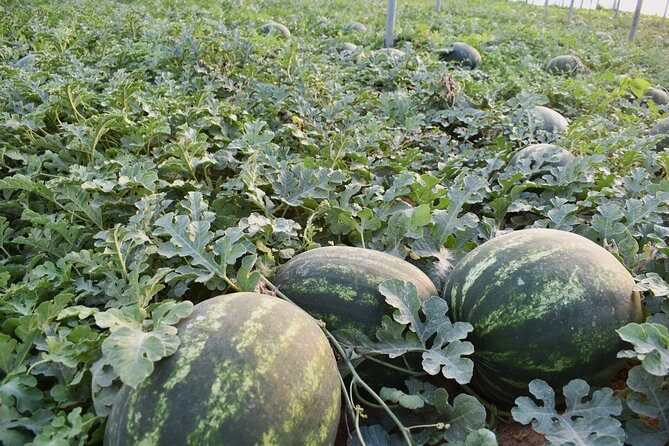 Cretan Farm Tour with Cheese-Making, Olive Oil Tasting & Picnic - Price and value: why $72.25 makes sense for 3 hours