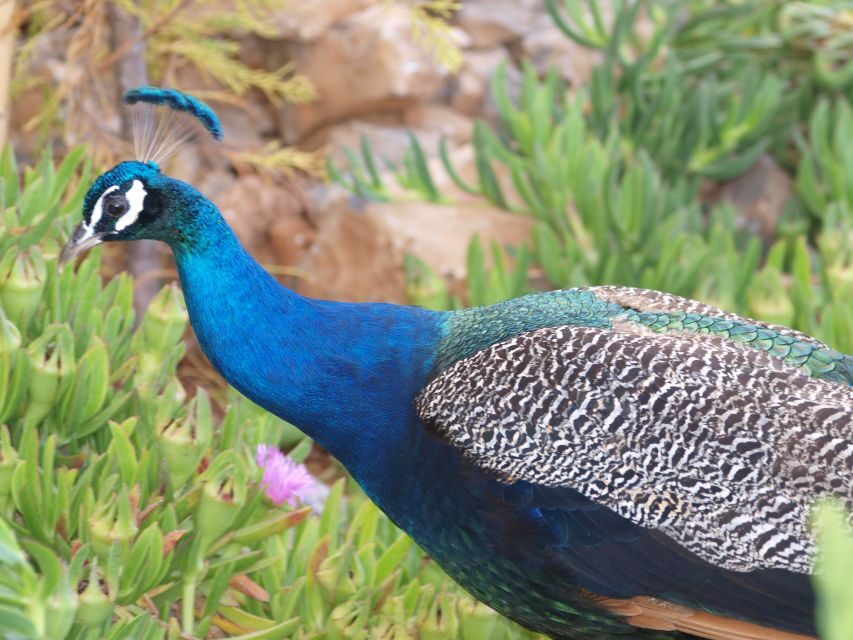 Crete: Agios Nikolaos, Kritsa and Amazonas Park Day Trip - Who this trip is best for (and who might want something else)