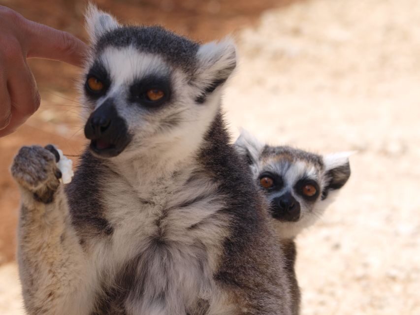 Crete: Agios Nikolaos, Kritsa and Amazonas Park Day Trip - Price and value: $61 tour cost plus the Amazonas entry