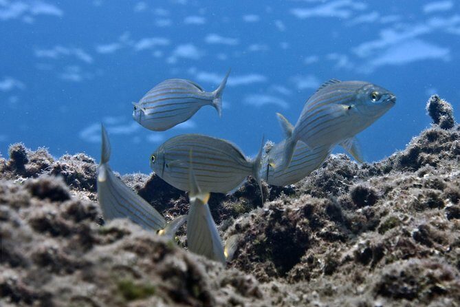 Crete Introductory Scuba Diving Experience - The course flow: theory, pool practice, then 3–6m open-water time