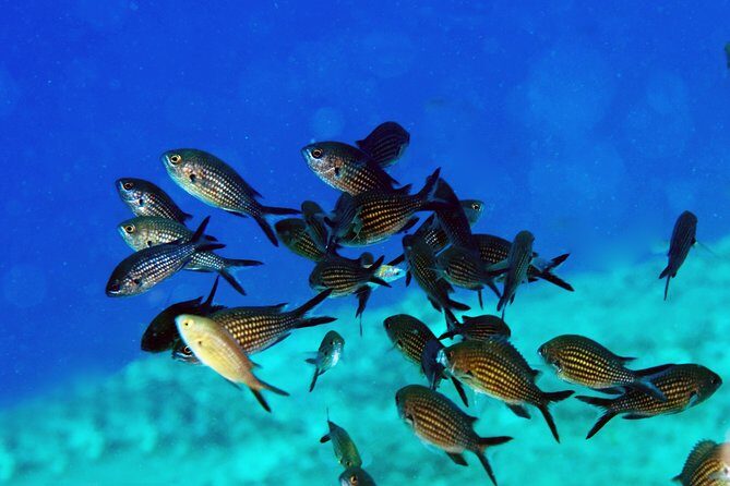 Crete Introductory Scuba Diving Experience - What you’ll notice underwater (and what may surprise you)