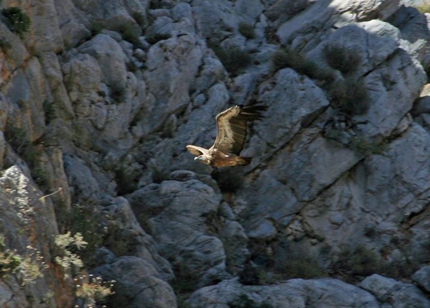 Crete: Land Rover Safari Through Katharo Plateau - Crete’s Katharo to Lassithi route: why it feels more real than a beach day