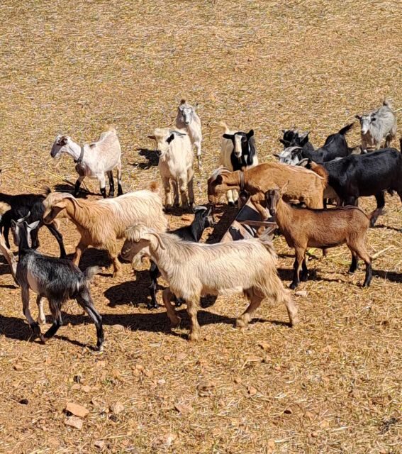 Crete: Shepherd’s Life & Psiloritis Mountain Tour with Meal - The Shepherd’s Farm in a UNESCO-Protected Natural Heritage Setting