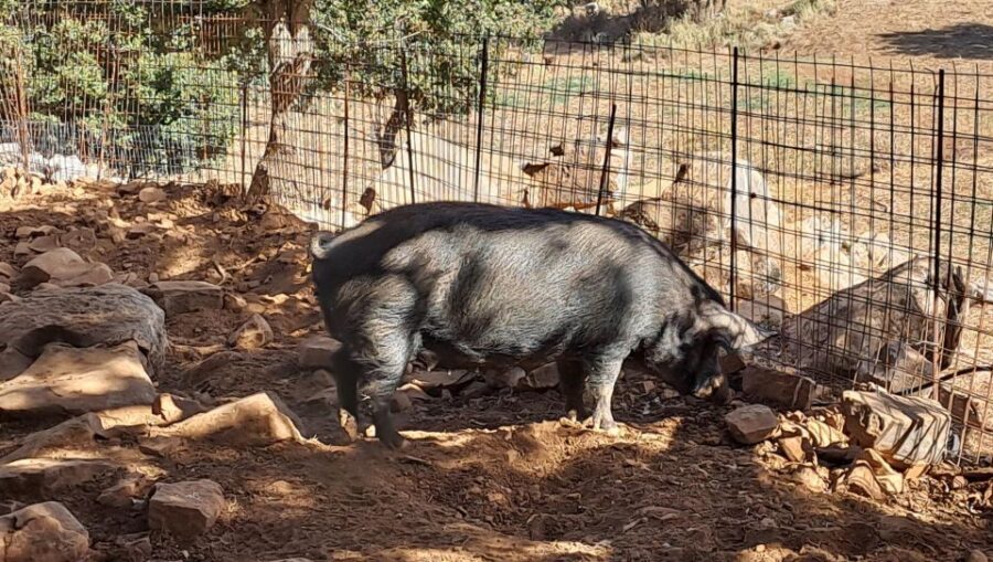 Crete: Shepherd’s Life & Psiloritis Mountain Tour with Meal - Price and Value: What $124 Gets You in a Small-Group Format