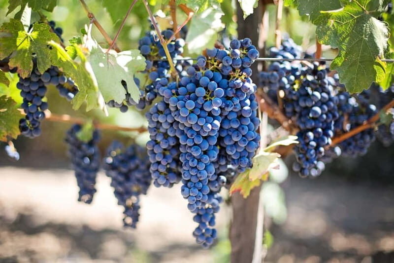 Discover Taste of Crete: Guided Winery Tour and Tastings - Pickup and timing around North Heraklion (how to avoid the usual stress)