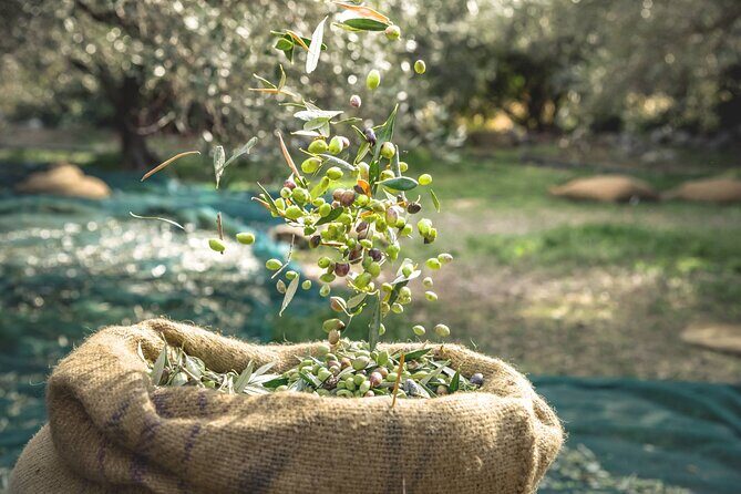 Explore the Secrets of Wine and Olives - Why This Semi-Private Wine and Olive Tour Works Around Chania