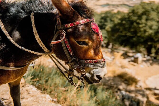 Full-Day/Half-Day Tour : Lasithi Plateau & Knossos Palace - Greek Mythology Thematic Park: A Guided Hour You Can Actually Use