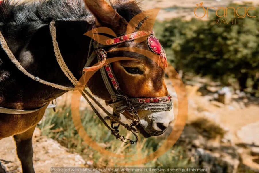 Full-Day Tour:Lasithi Plateau -Mythology Park&Knossos Palace - Potter’s Factory Stop: Ceramics With 8,000 Years of Continuity