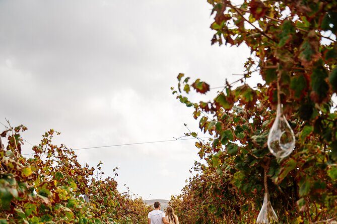 Heraklion Private Half-Day Gastronomy Diaries Experience in Lyrarakis Winery - Olive oil tasting: the quiet upgrade to your whole palate