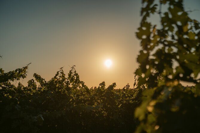 Heraklion Private Half-Day Wine Tasting Tour in Lyrarakis Winery - Key highlights at a glance