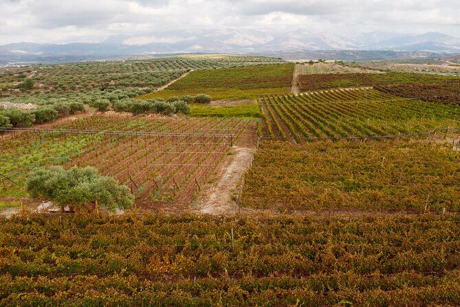 Heraklion Private Half-Day Wine Tasting Tour in Lyrarakis Winery - The sommelier-led tasting: six indigenous wines, matched to you
