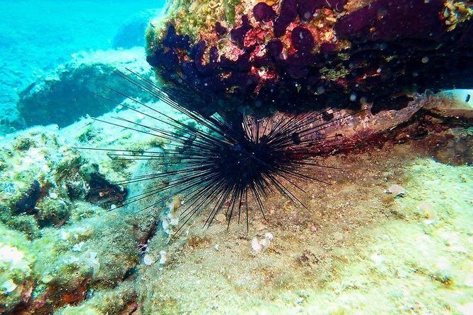Heraklion: Scuba Diving Experience for First-Timers - Safety pacing: slow entry and attentive coaching