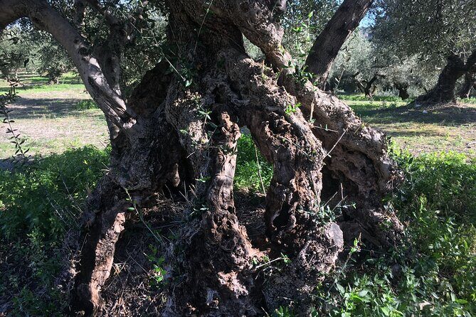 In Crete Discover the miracle of Olive Oil and Organic Fruits - Why this olive oil tour feels more practical than just tasting