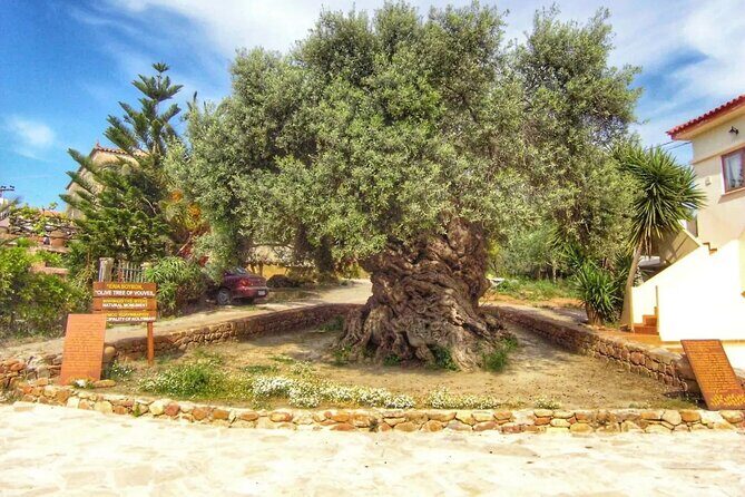 In Crete Discover the miracle of Olive Oil and Organic Fruits - Tsivaras: the possible world-old olive tree you can touch
