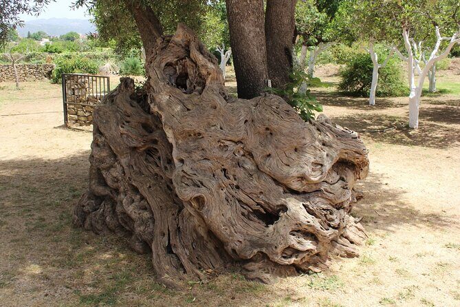 In Crete Discover the miracle of Olive Oil and Organic Fruits - Price and value: what $179.43 buys you for a full day