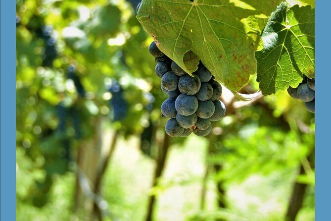 Knossos Wine & More - Lunch in a family-run tavern: Cretan comfort food, not a tourist buffet
