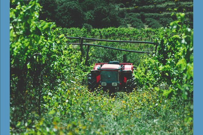 Knossos Wine & More - Price and value: when $650.91 per group makes sense