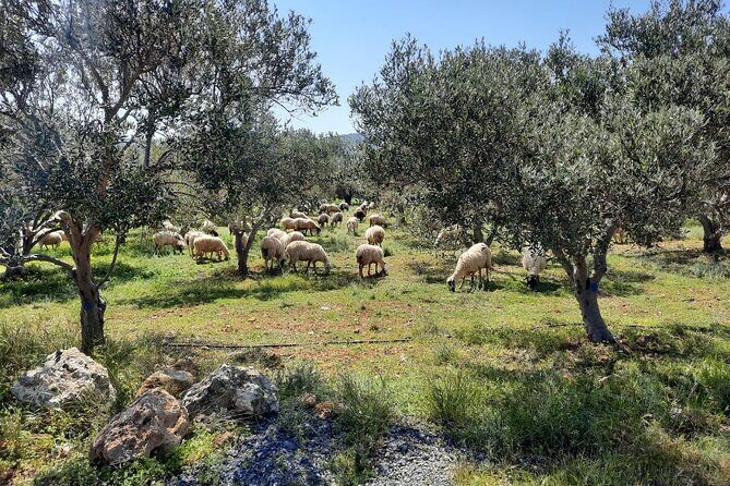 LUXURY Jeep Safari WRANGLER CRETE (also for CRUISE SHIPS) - Stop 2: Kalo Chorio Village Square Break (Toilets and a Taverna)