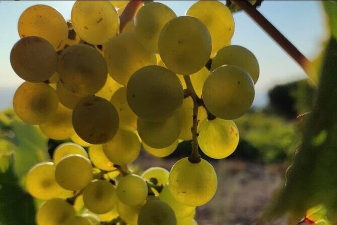 LUXURY PRIVATE Wine Tasting in CRETE (also for CRUISE SHIPS) - Option 1: the classic 7 Premium Wine Tasting (no lunch)