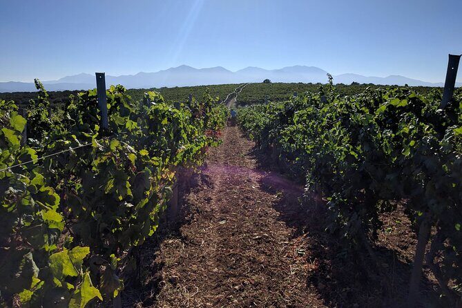 LUXURY PRIVATE Wine Tasting in CRETE (also for CRUISE SHIPS) - Option 2: vineyard picnic tasting under olive trees with cheese
