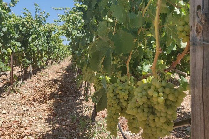 LUXURY PRIVATE Wine Tasting in CRETE (also for CRUISE SHIPS) - Who this tour fits best (and who should skip it)