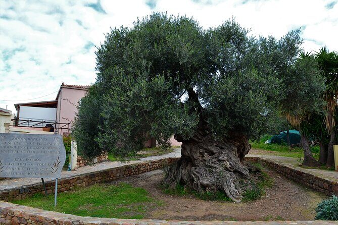 Monastery - Ancient Olive tree & Museum-Cretan Brewery Private Tour from Chania - Key things to know before you go