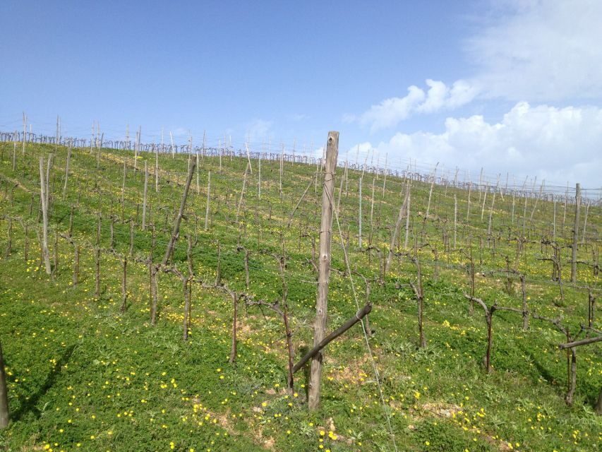 Private Exclusive Manousakis Winery and Vineyard Tour - Vineyard break and traditional village pass: what the stops add to the tasting
