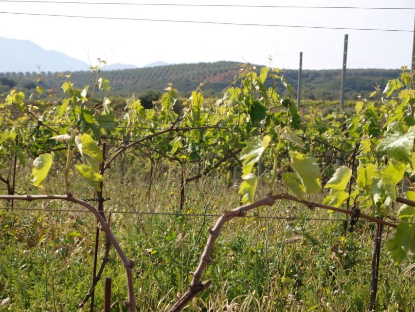 Private Exclusive Manousakis Winery and Vineyard Tour - What to bring, what not to wear, and how to handle the off-road day