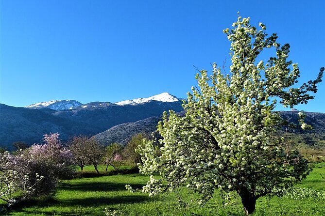 Private Guided Tour to Lasithi Plateau Villages & Olive Oil Mill - Tzermiado and the quick yoghurt moment