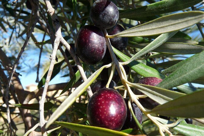 Private Traditional Olive Grove and Dragon Fruit Farm Tour - The 2-hour plan: olive grove, snail farm, then dragon fruit
