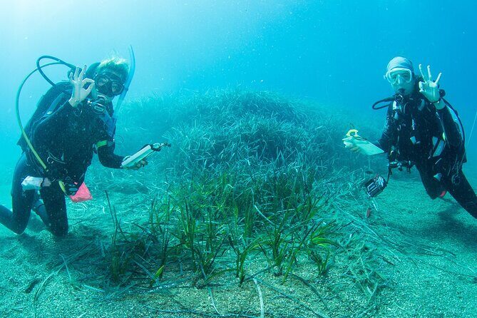 Research diving with a Marine Biologist in Crete - Key Highlights You’ll Care About