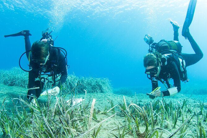 Research diving with a Marine Biologist in Crete - What You’re Really Buying: A Marine Biology Day, Not Just Scuba Time