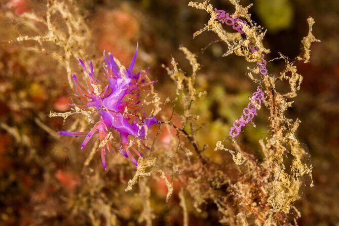 Research diving with a Marine Biologist in Crete - Choosing the Biome and Learning What to Look For