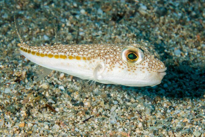 Research diving with a Marine Biologist in Crete - Plakias Second Stop: Bringing the Story Together