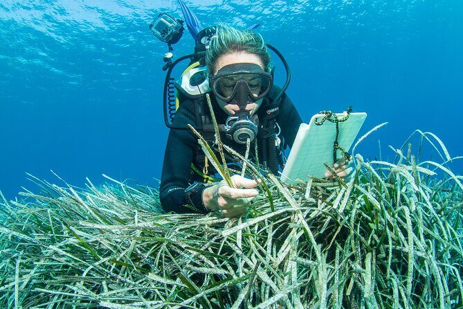 Research diving with a Marine Biologist in Crete - Gear, Photos, and the Real Value of $308.58