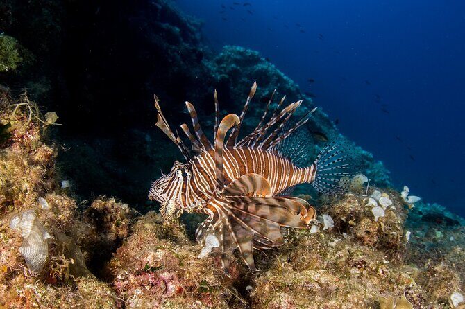 Research diving with a Marine Biologist in Crete - The 8:30 AM Start and the Two-Spot Route: Souda Beach to Plakias