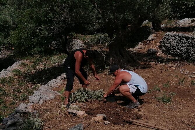 Rethymnon Olive Tree Sponsorship Protect and Plant Tour - Photos, Video, and the Little Extras That Matter on a Short Day