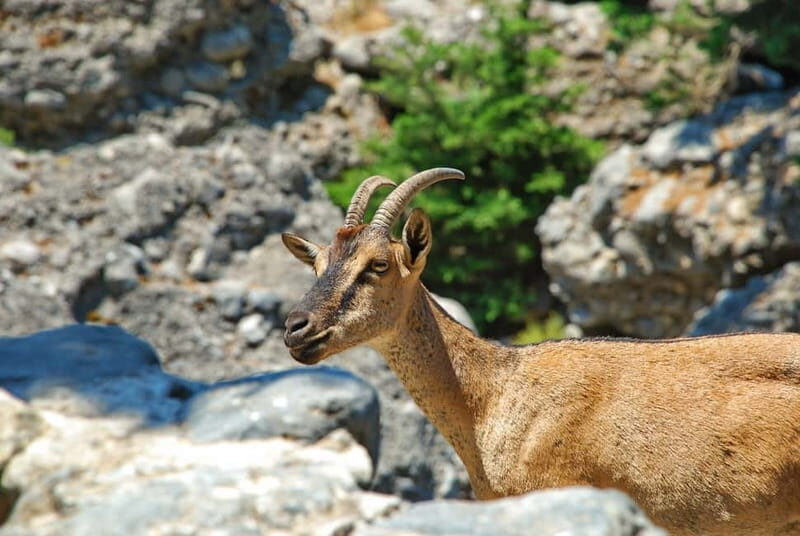 SAMARIA GORGE Full-Day Trip from CHANIA - Quick hits before you commit