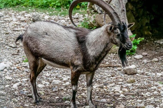 Samaria Gorge Hiking Day Tour From Rethymno - The real appeal of hiking Samaria from Rethymno