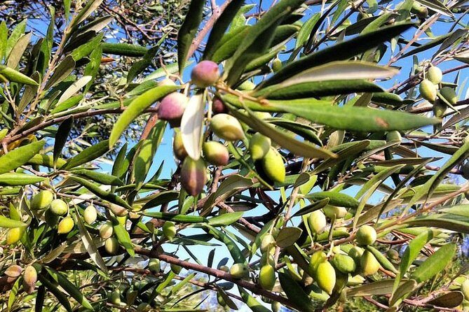 Semi Private Wine and Olive Oil tour (Transfer & Lunch Incl.) - Transfers, timing, and what to pack for a full 6-hour day